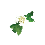 boswellia-serrata