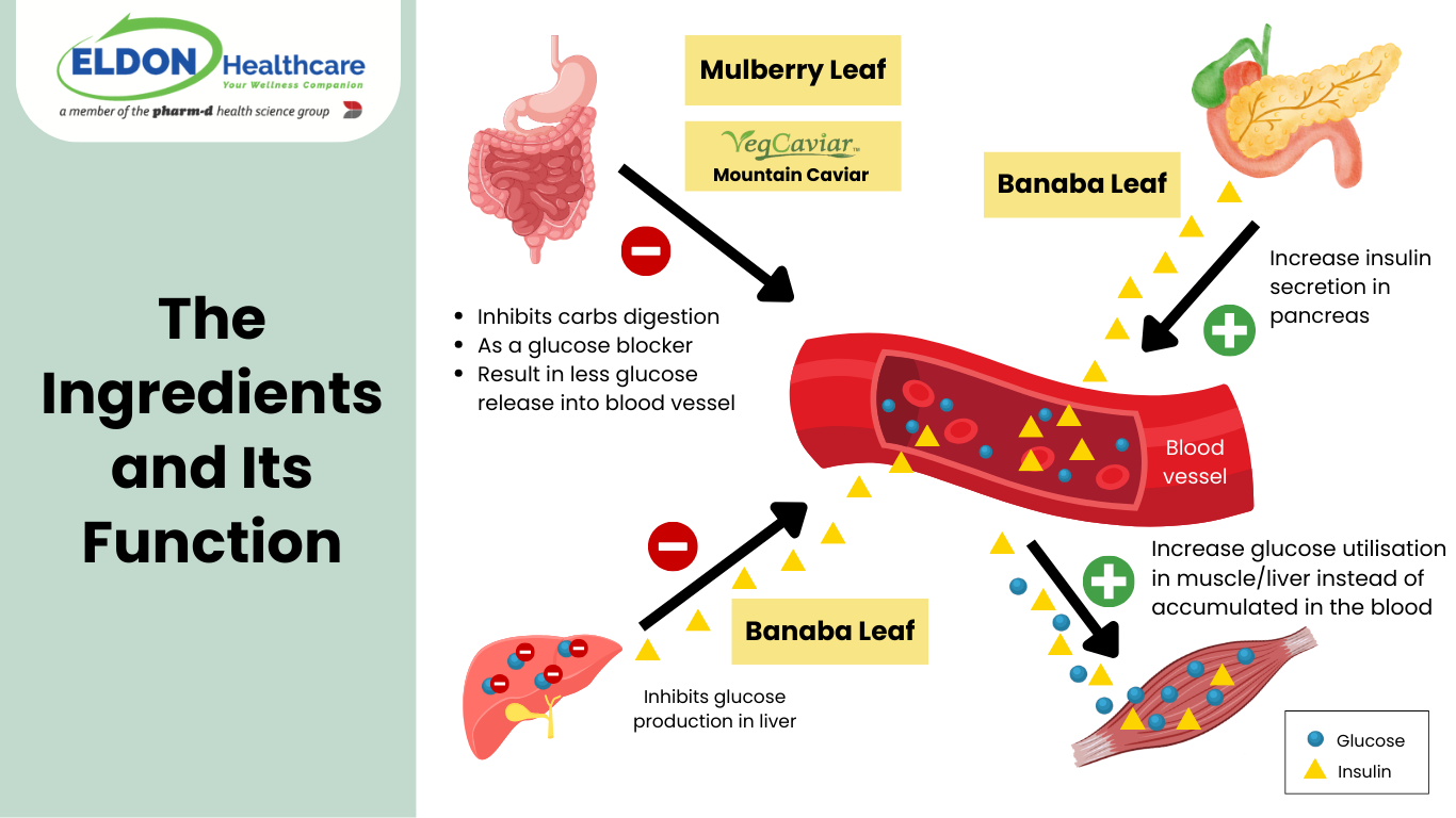 Mechanism of how sugonol helps with controlling blood glucose level by VegCaviar, Mulberry Leaf, Banaba Leaf and Grape Seed Extract